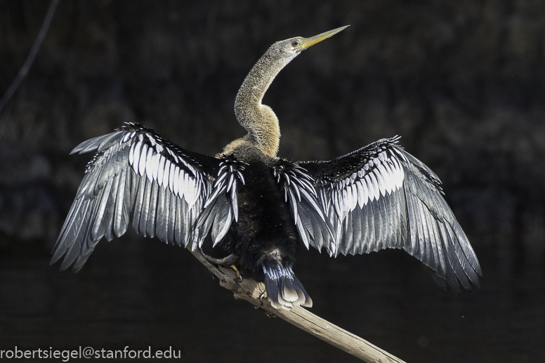 anhinga